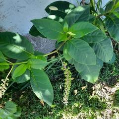 Phytolacca americana