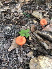 Cantharellus cinnabarinus