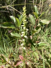 Spiranthes casei casei