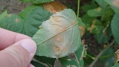 Mycosphaerella fraxinicola