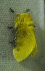 Megalopyge opercularis