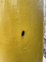 Hypercompe scribonia