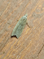 Helcystogramma lutatella