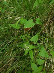 Mikania scandens