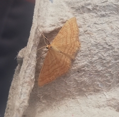 Idaea ochrata