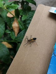 Zelus renardii
