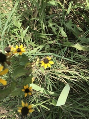 Rudbeckia triloba