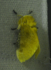 Megalopyge opercularis