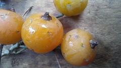 Pereskia aculeata