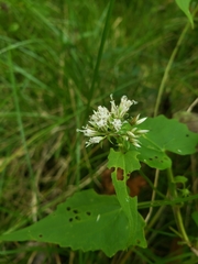 Mikania scandens