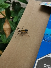 Zelus renardii