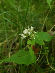 Mikania scandens