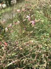 Gaura