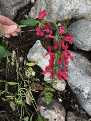 Stachys coccinea