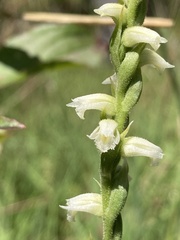 Spiranthes casei casei