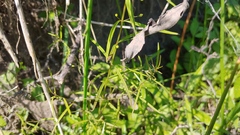 Agalinis tenuifolia