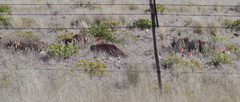 Aloe claviflora
