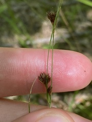 Rhynchospora capitellata