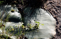 Haemanthus sanguineus