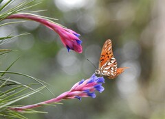 Dione vanillae