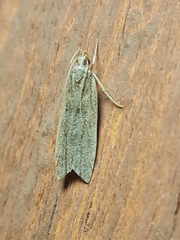 Helcystogramma lutatella