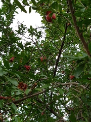 Punica