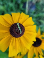 Eupithecia miserulata