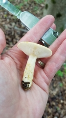 Lactarius maculatipes