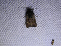 Lacinipolia renigera