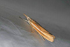 Agriphila selasella