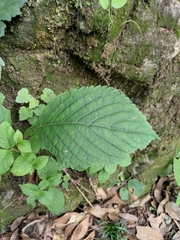 Perilla frutescens