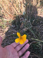 Coreopsis