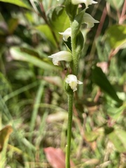 Spiranthes casei casei