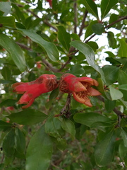 Punica