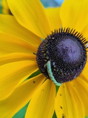 Eupithecia miserulata