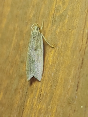 Helcystogramma lutatella
