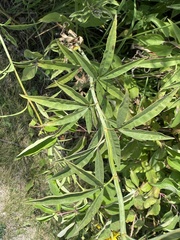 Coreopsis tripteris