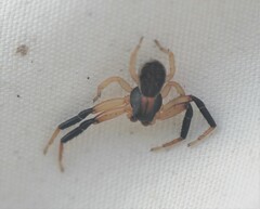 Xysticus texanus