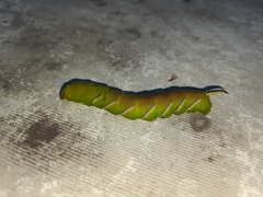 Sphinx ligustri