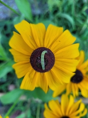 Eupithecia miserulata