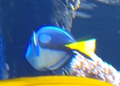 Paracanthurus hepatus