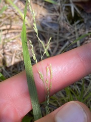 Coleataenia anceps anceps