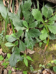 Rehmannia glutinosa