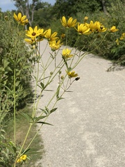 Coreopsis tripteris
