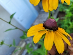 Eupithecia miserulata