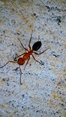 Camponotus decipiens