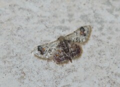 Idaea asceta