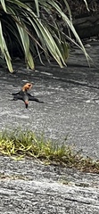 Agama picticauda