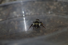 Bombus bifarius