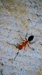Camponotus decipiens